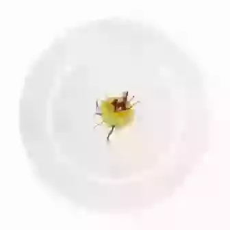 China Plate